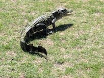 Our little buddy on the golf course.