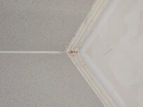 Shower, mold and dirt