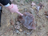 Rare Stone on the Property