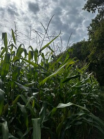 Walk near by