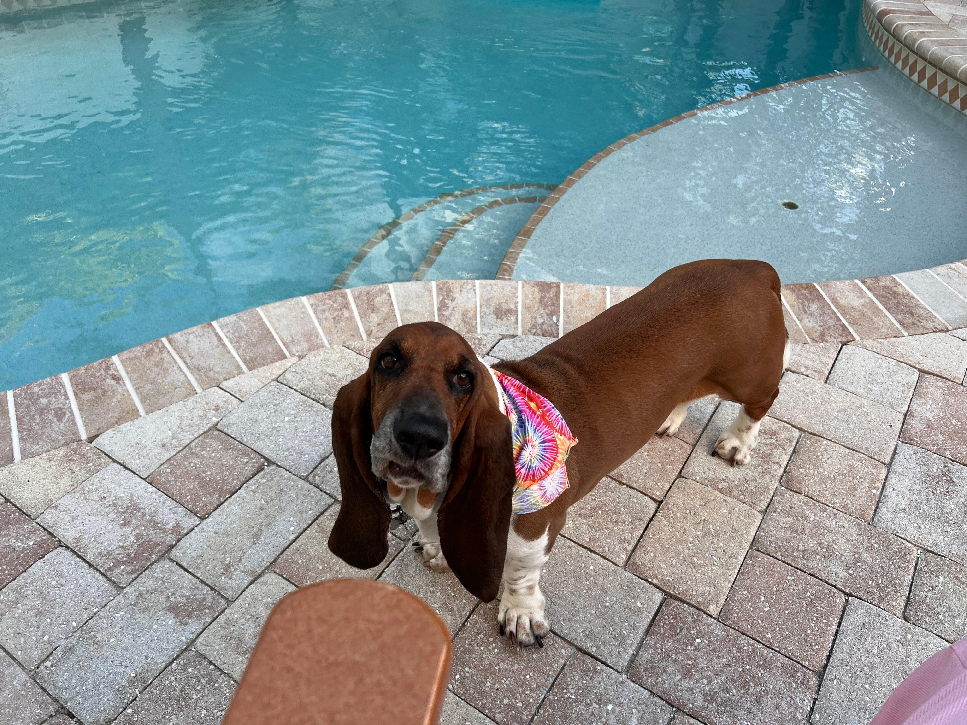 They accepted my fur baby . Great fenced in yard 