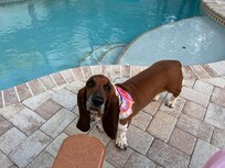 They accepted my fur baby . Great fenced in yard