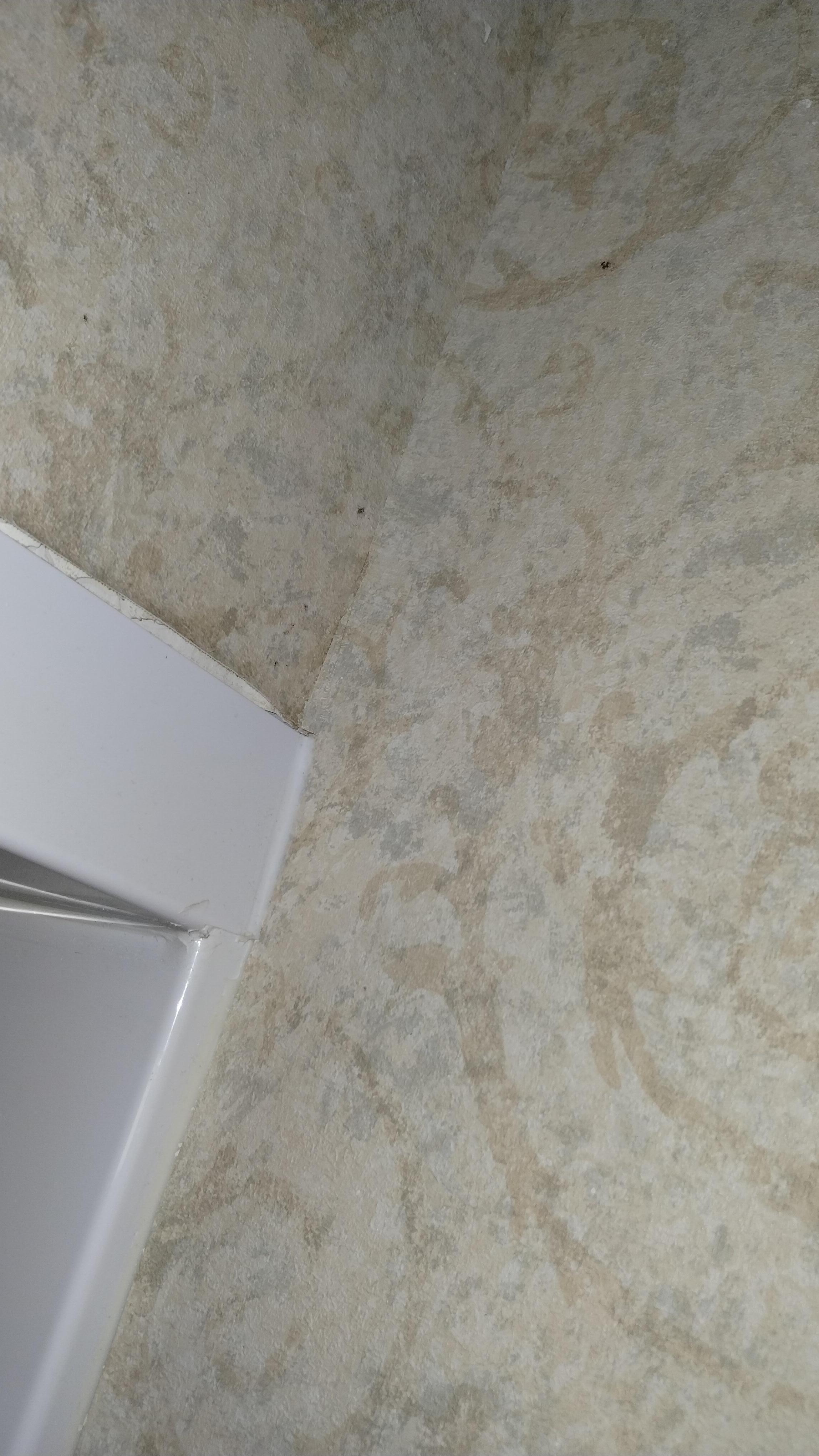 Possible mold on walls 