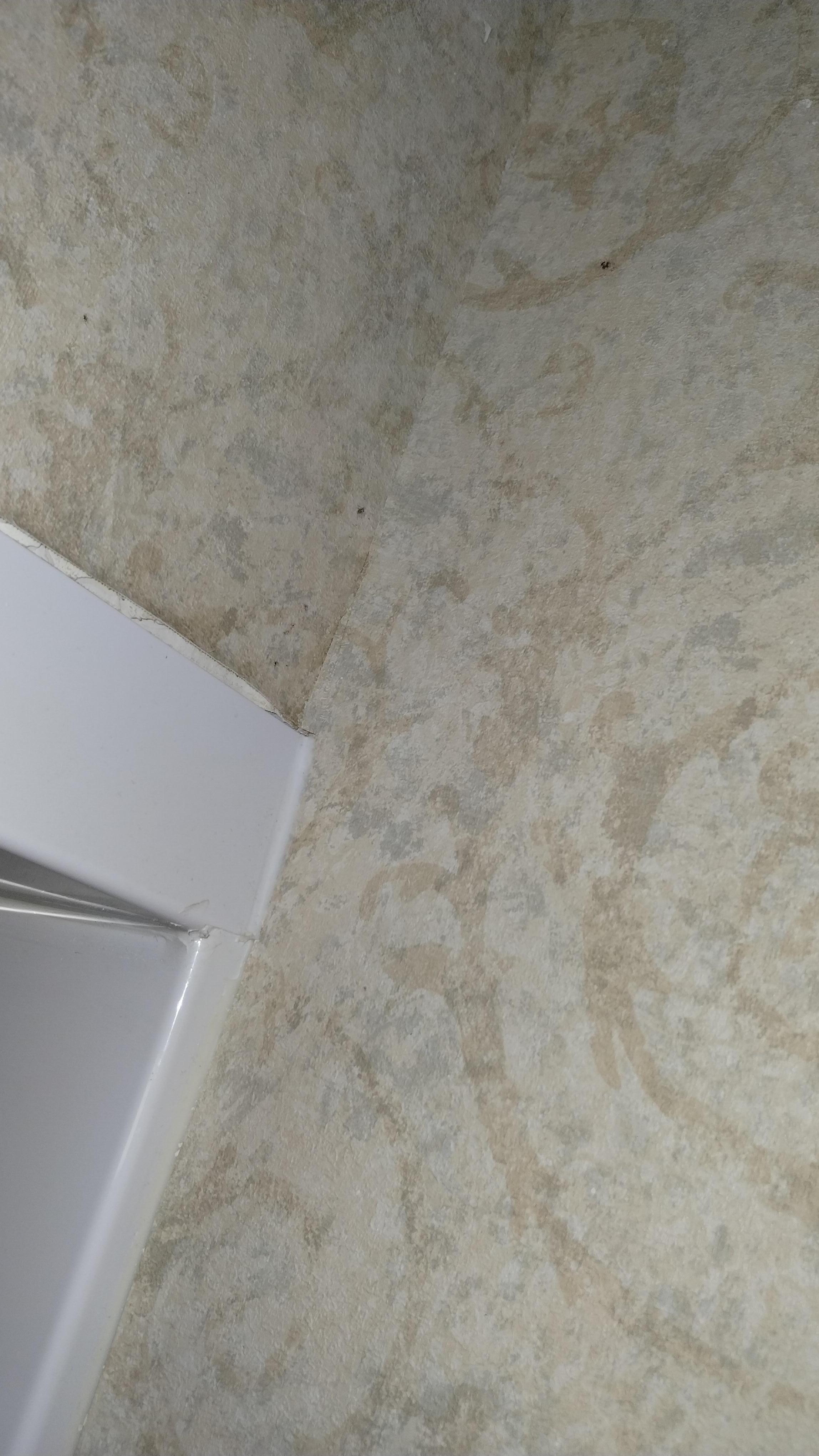 Possible mold on walls 