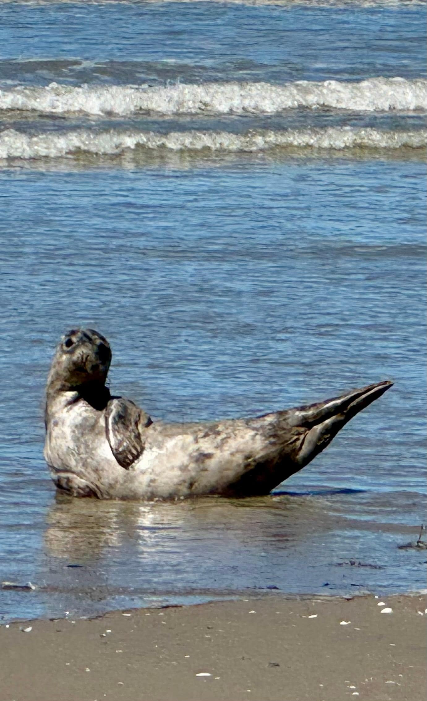 Robbe am Strand von Stella Plage