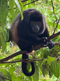 This guys was on a branch right outside of our room on the 5th floor! So fun to watch them!