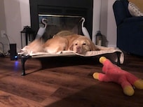 happy puppy enjoying his stay (waggy blurry tail)