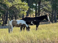 In the field next to the driveway.