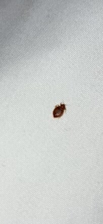 Found it when I woke up I threw in the sink