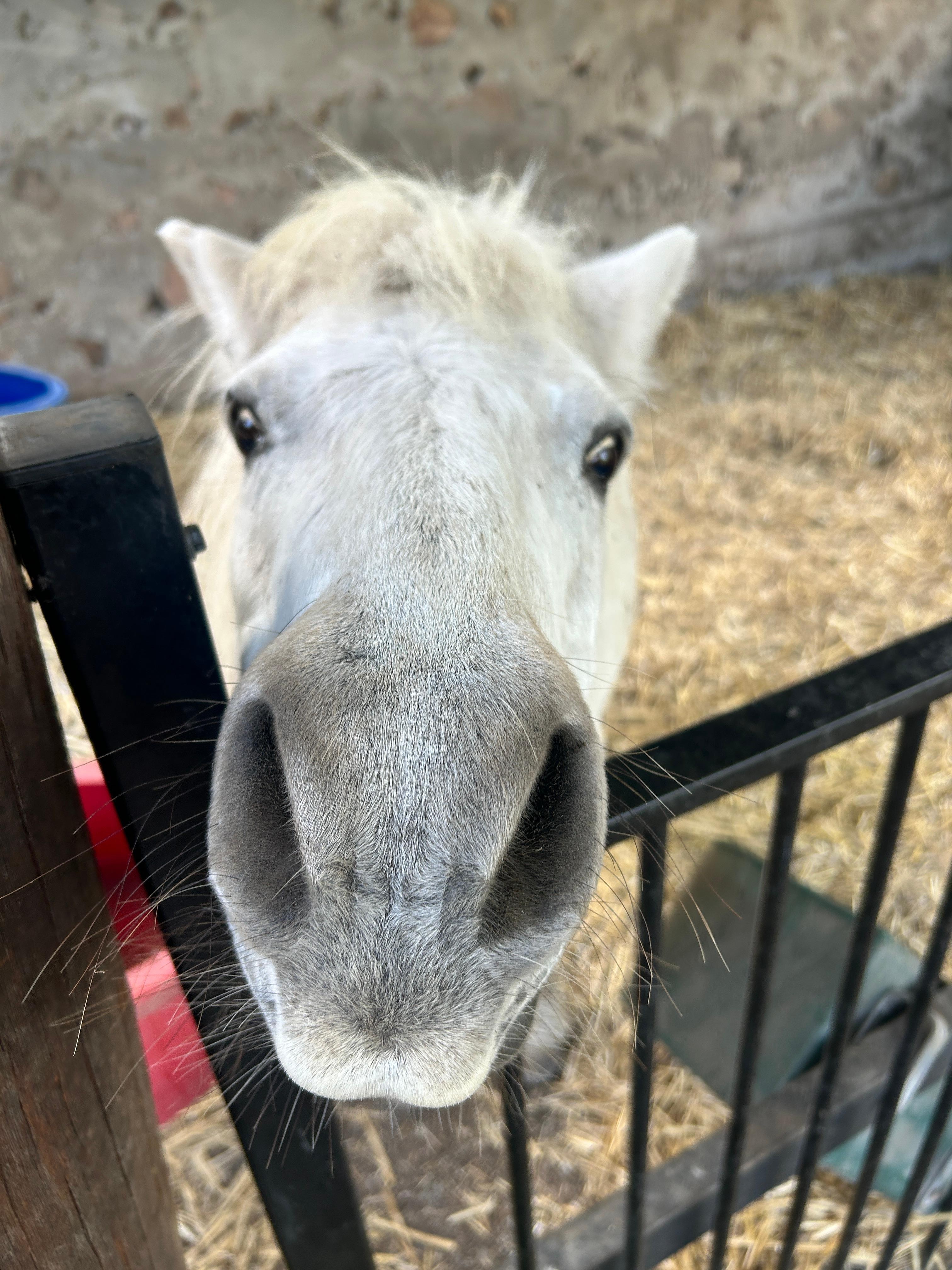 Friendly horse wanting a pat 