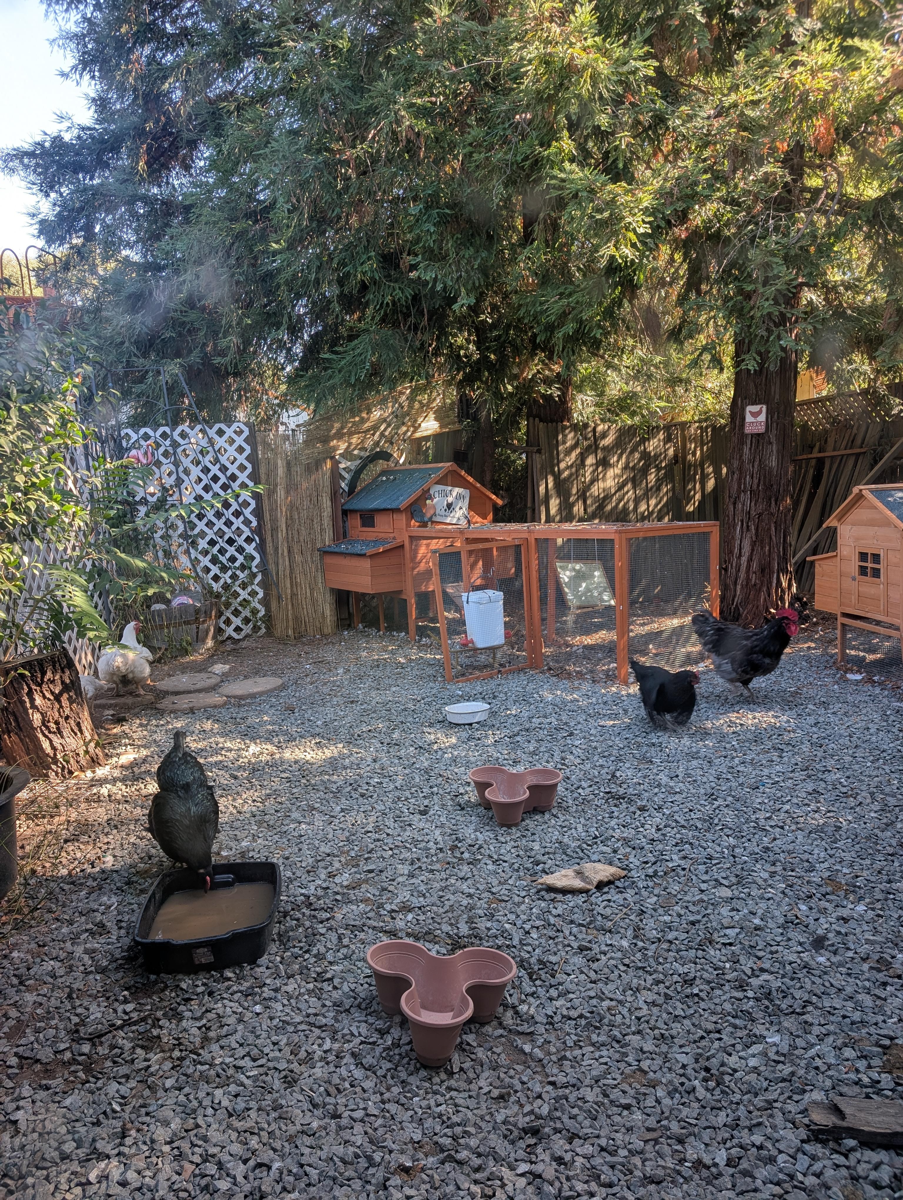 Love the addition of the chickens.