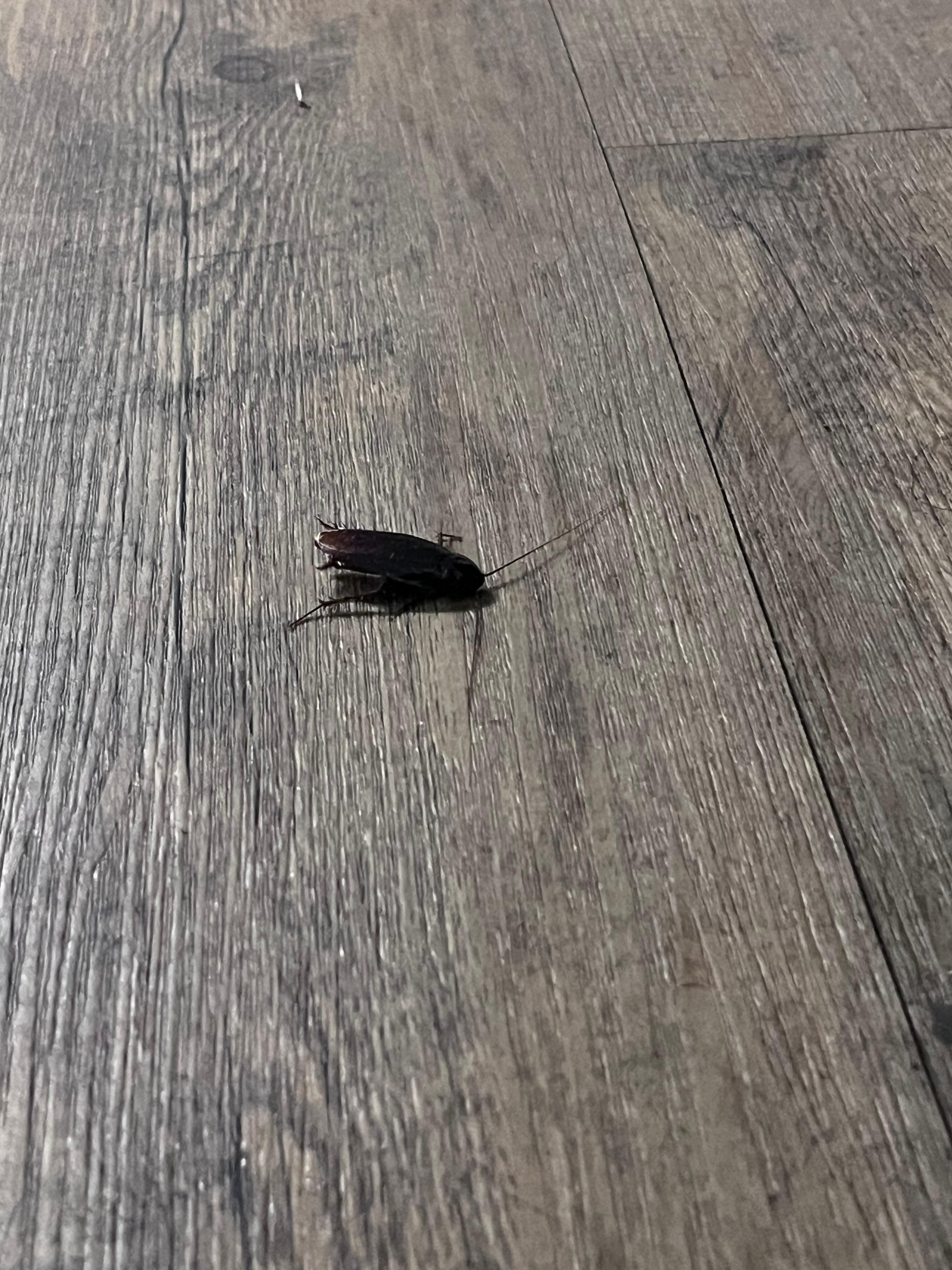 Large roach found on the floor 