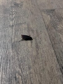 Large roach found on the floor