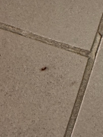 Bugs