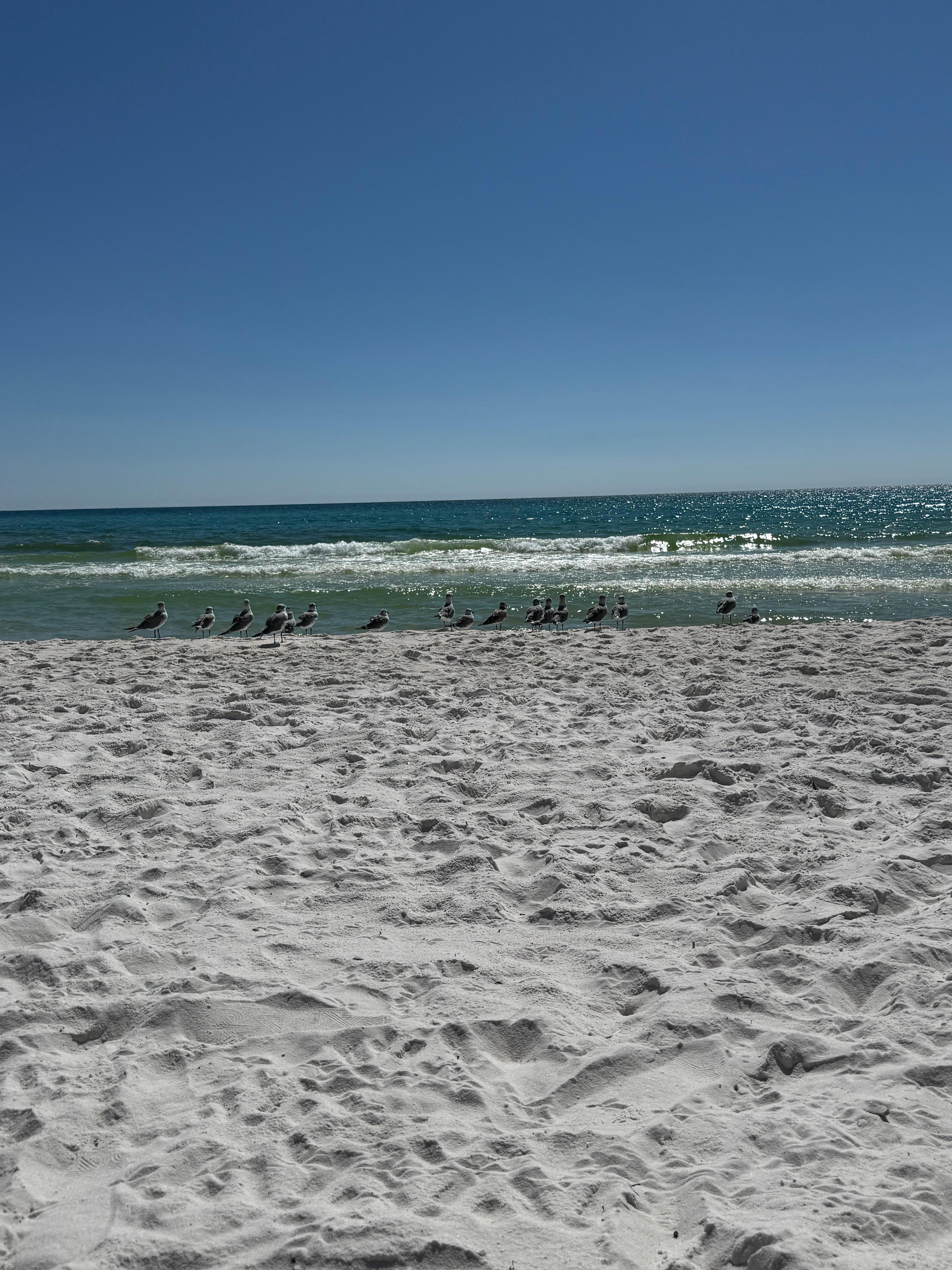 Seagulls watching the waves daily - could be seen from our beach chairs / umbrella. 