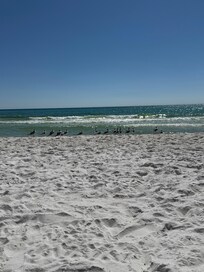 Seagulls watching the waves daily - could be seen from our beach chairs / umbrella.