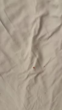 Mouse droppings & crumbs in bedsheets on check-in.