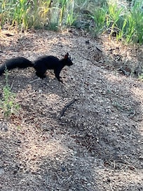 I enjoyed Blackie the squirrel