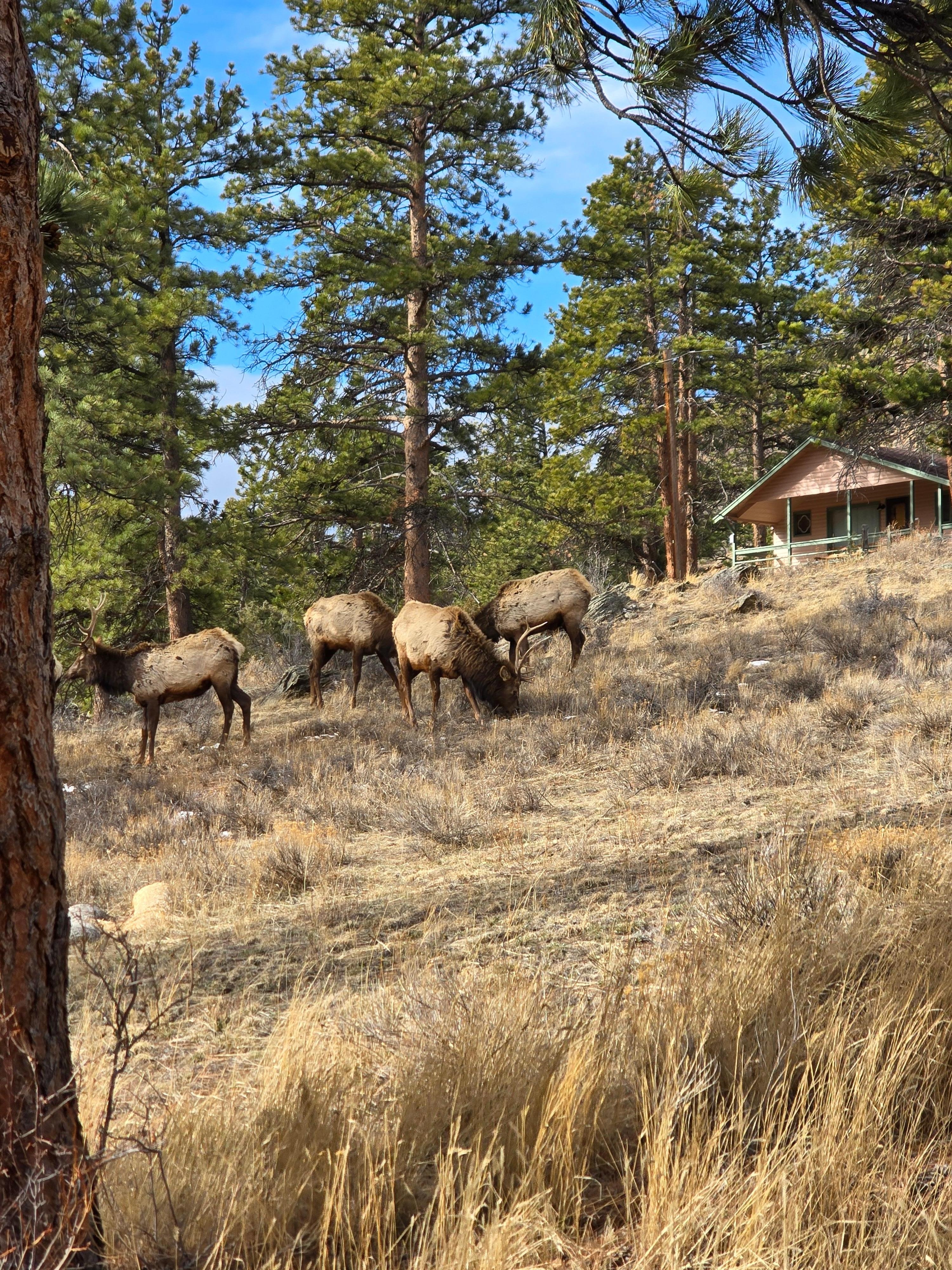 Elk around the cabin