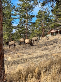 Elk around the cabin