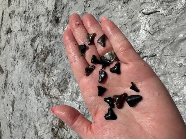The beach is known for it's seat treasures!