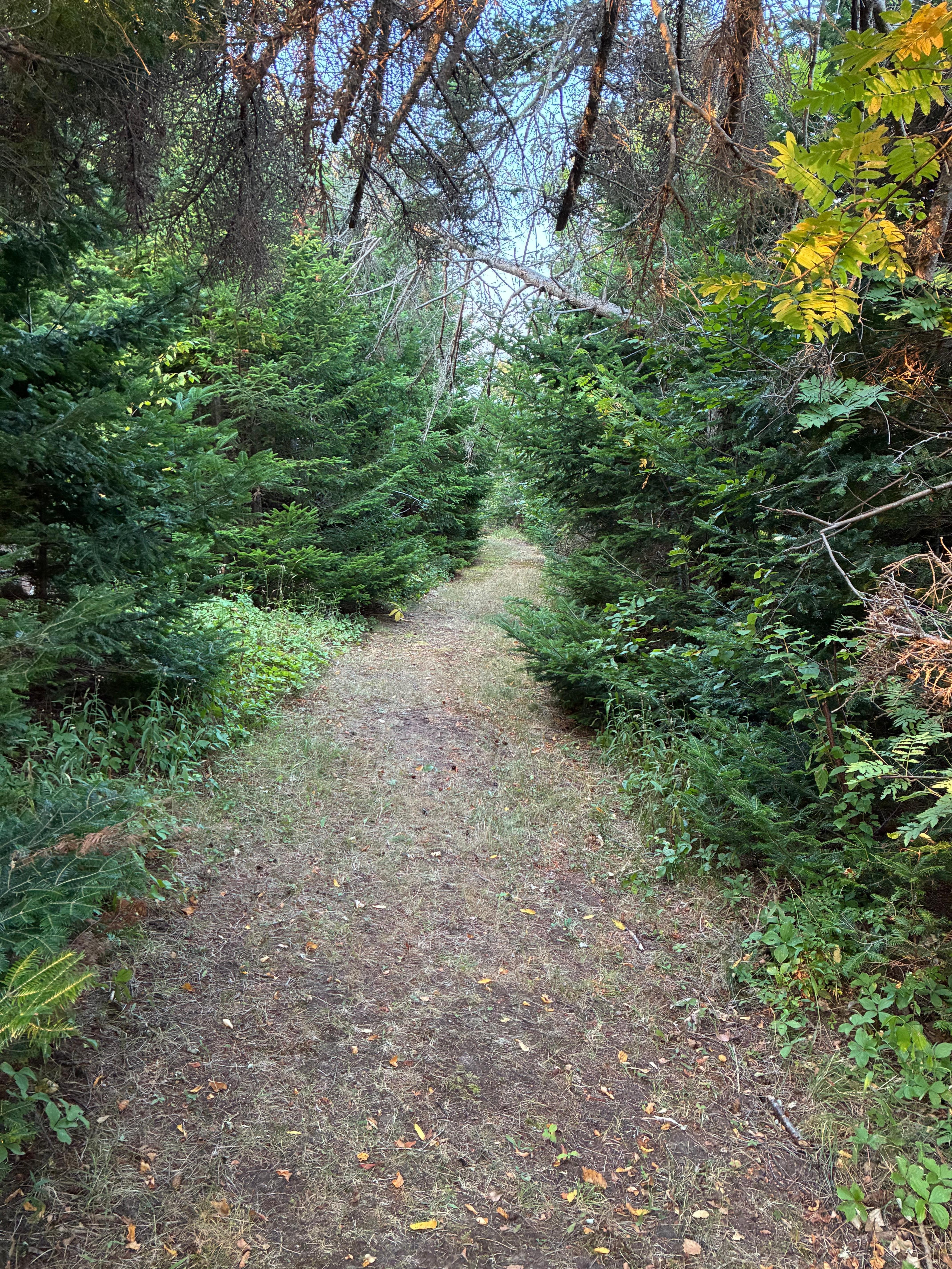 Trail on the property 