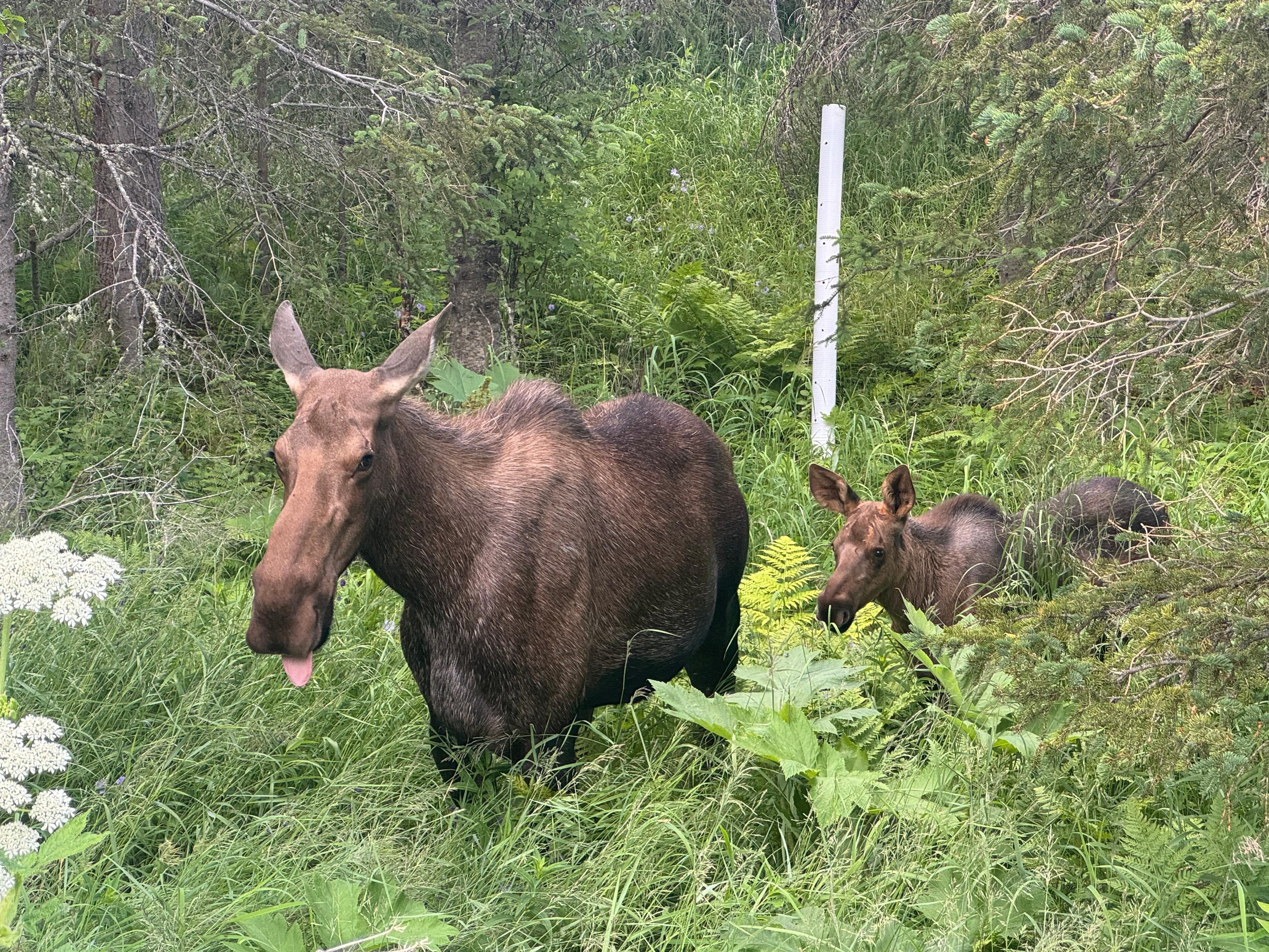 It was awesome to see these two on our way up to the house one evening.