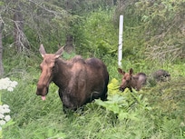 It was awesome to see these two on our way up to the house one evening.