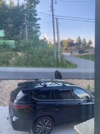 Bear out front - we saw 7 the week we were down!