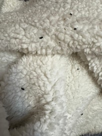 Mouse droppings on the blankets (even the ones in the cupboard)