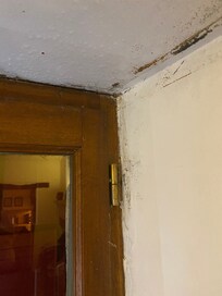 Damp and mildew