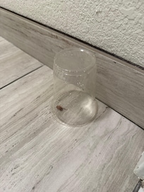 Live roach in bathroom