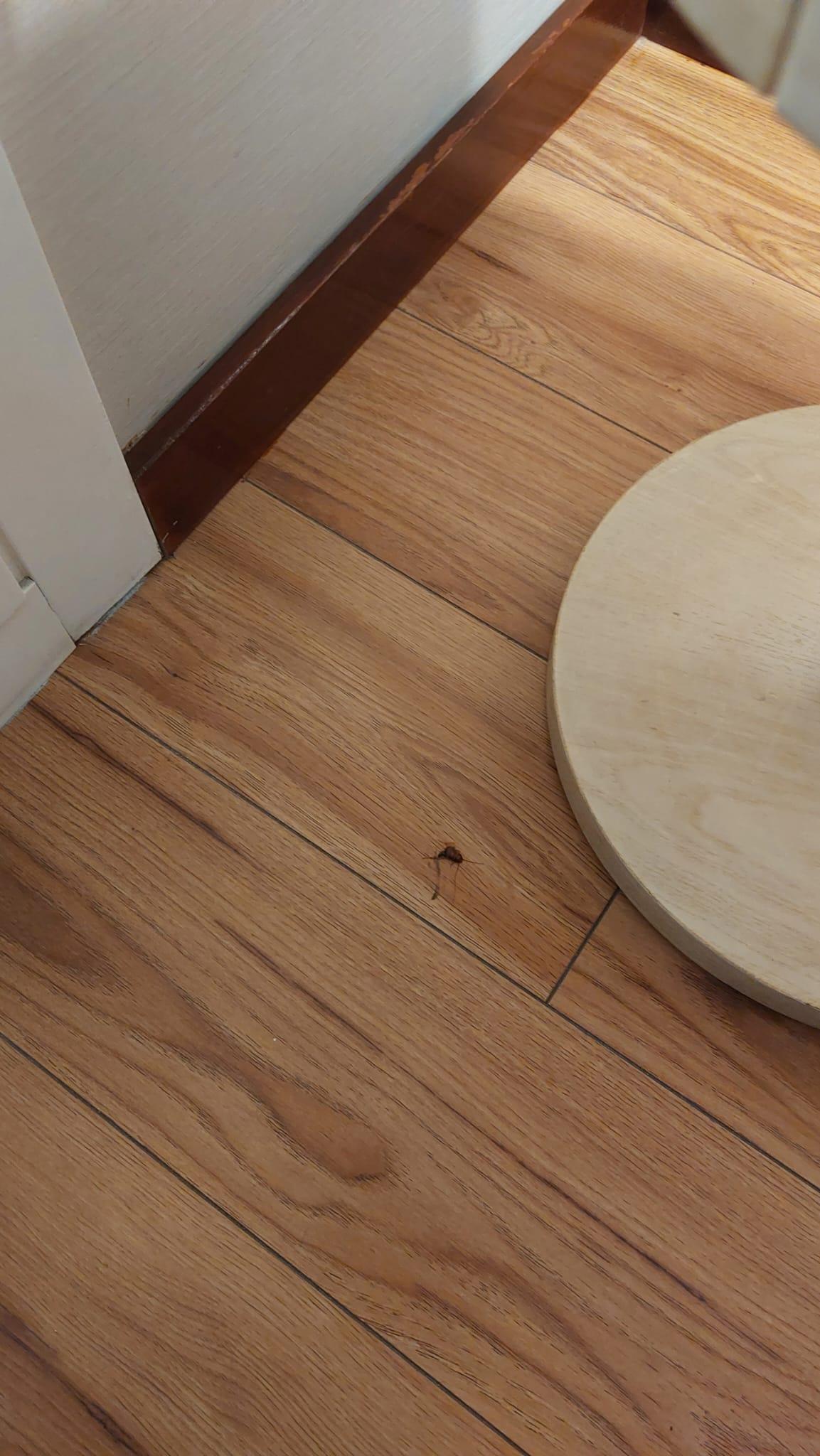Another cockroach in the hotel room