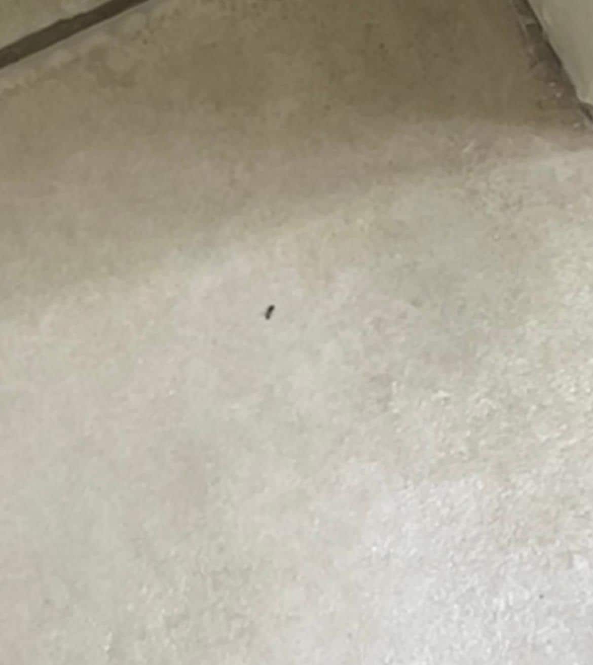 Hotel has any infestation 