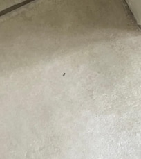 Hotel has any infestation