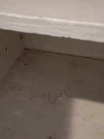 Roaches