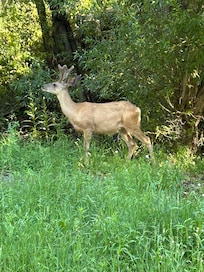 Our neighbor every morning !