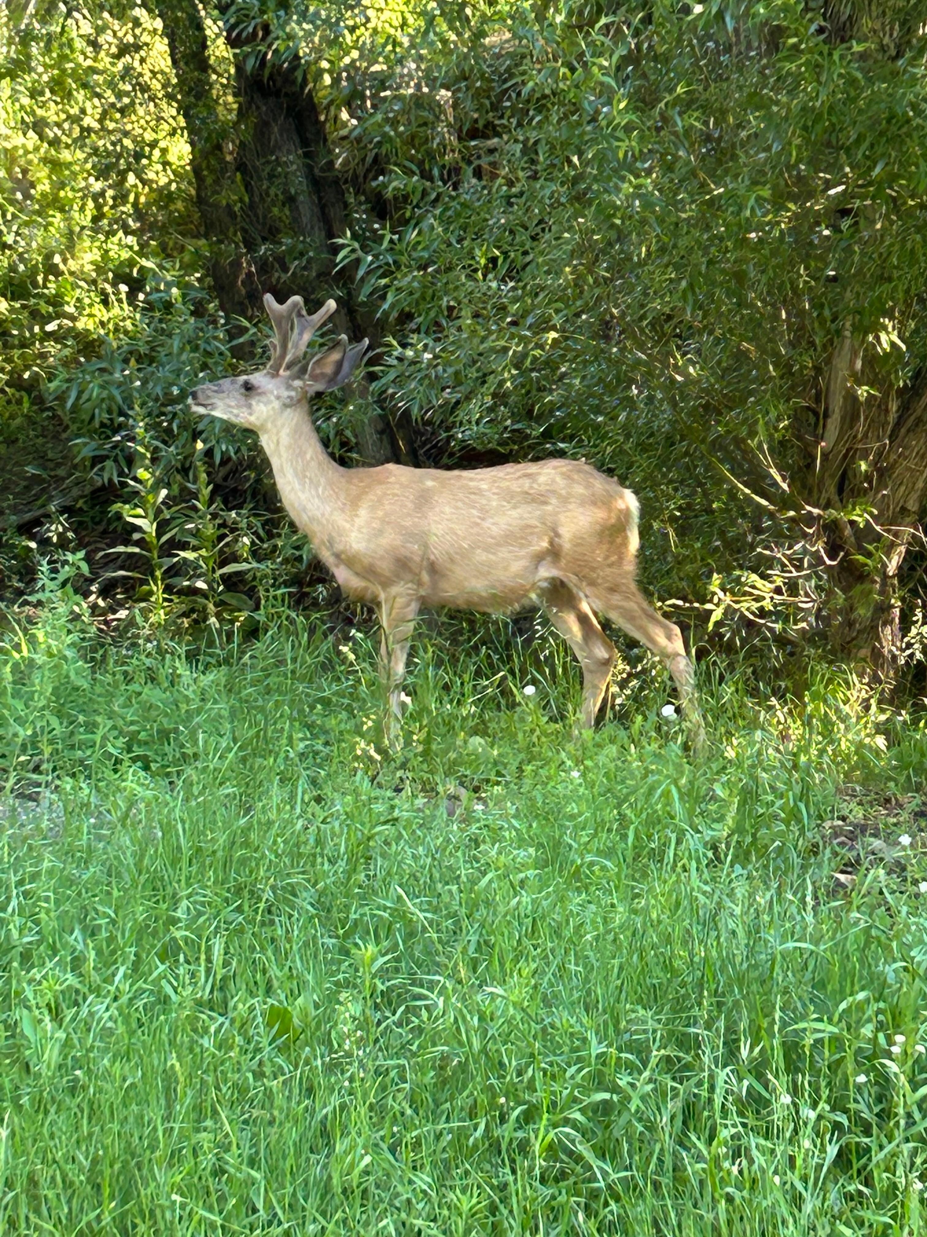 Our neighbor every morning !