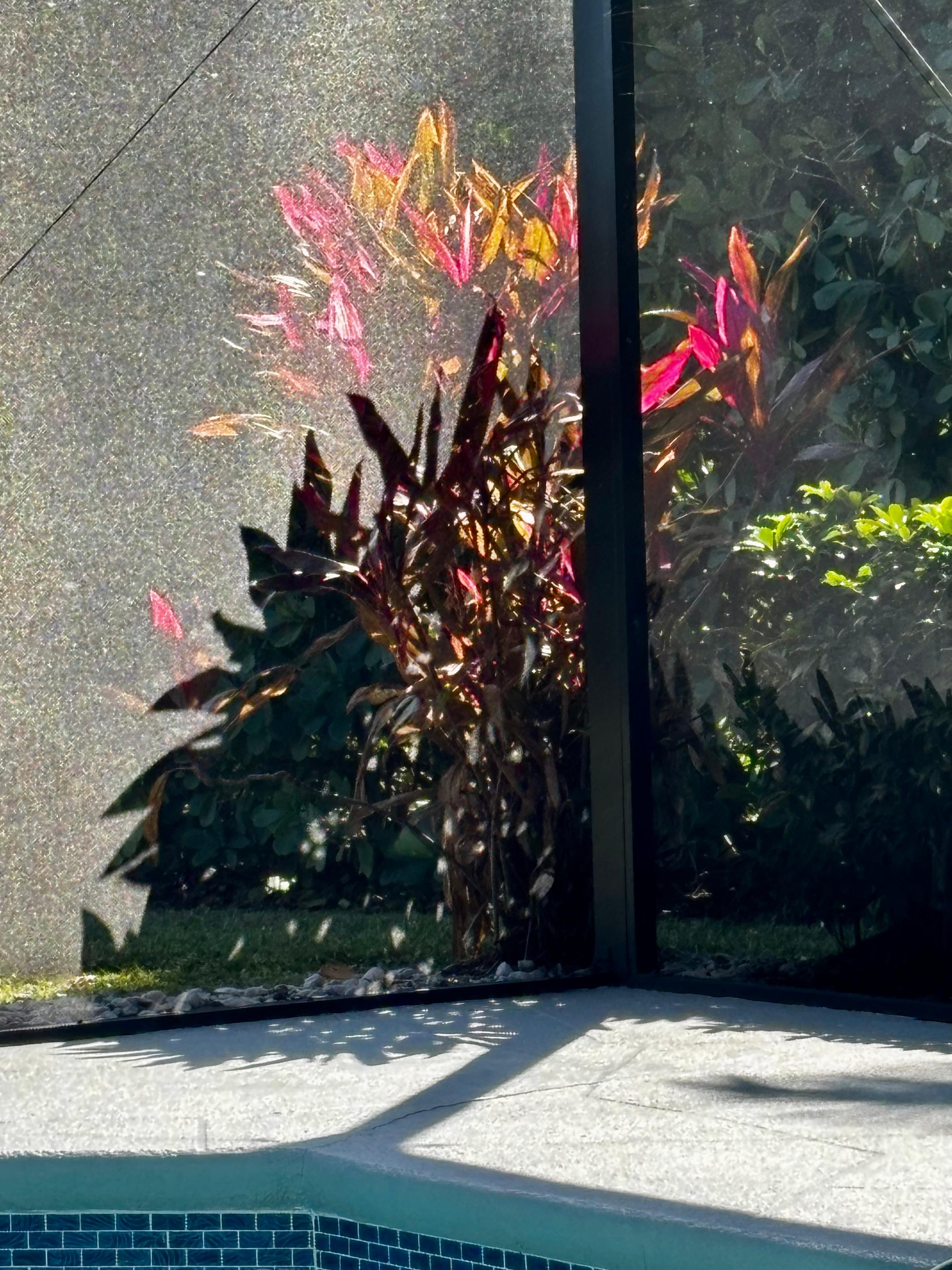 Landscaping around lanai