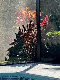 Landscaping around lanai