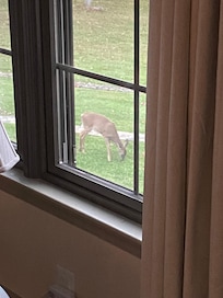 Deer were frequent visitors. This was taken from the family room window.