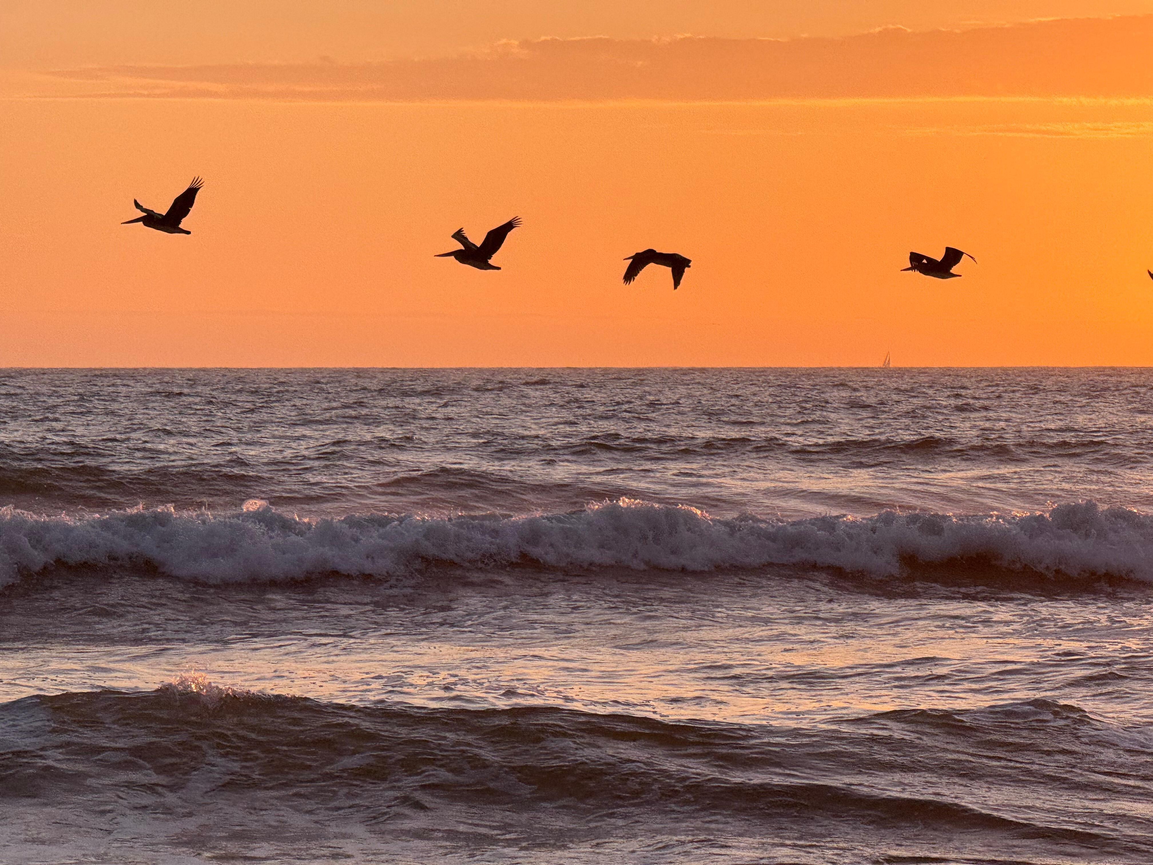 So many variety of birds we couldn't keep track of all of them. 
