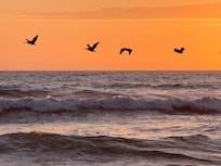 So many variety of birds we couldn't keep track of all of them.