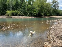 Our dog enjoying an afternoon in the Mulberry River
