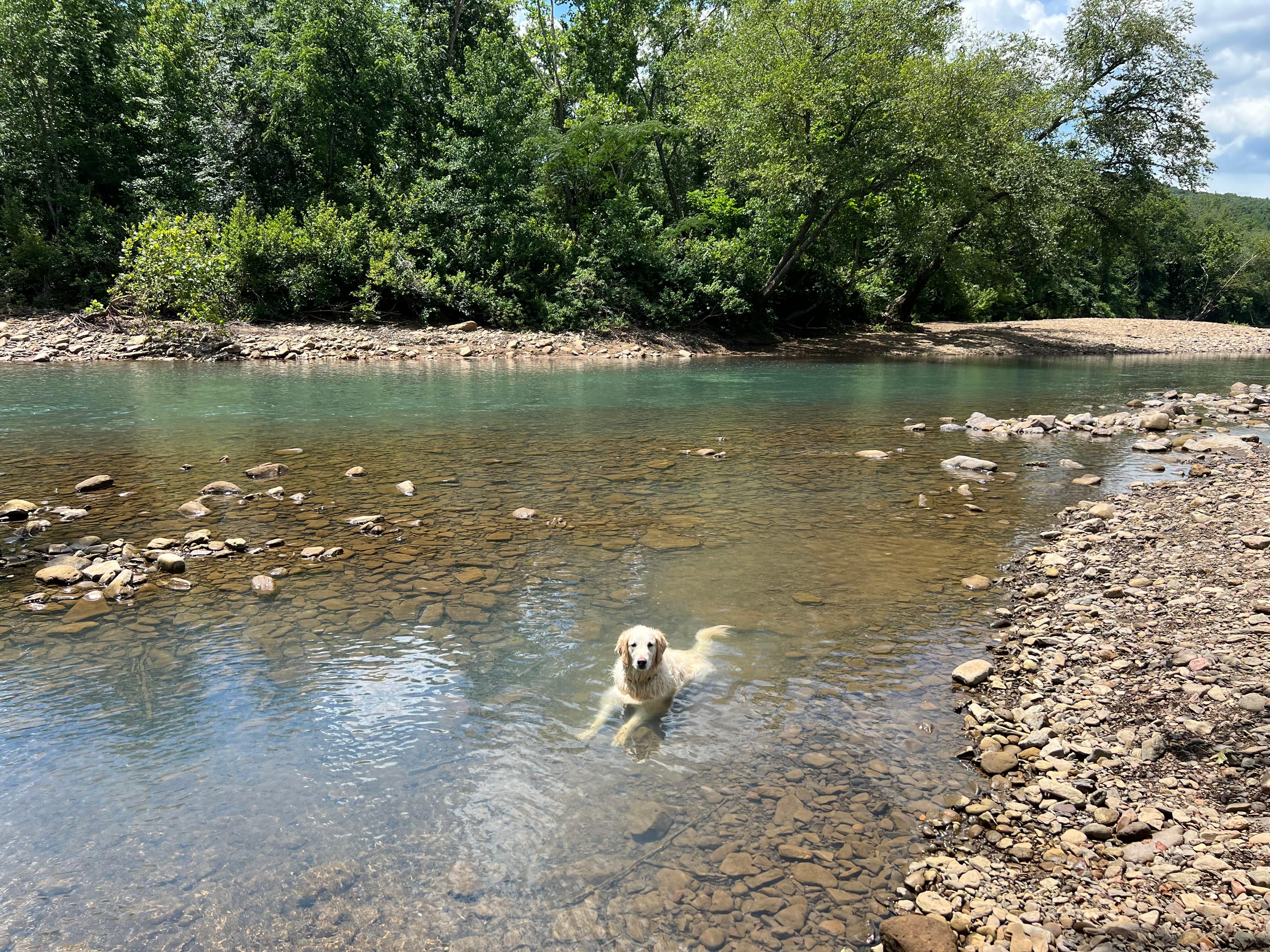 Our dog enjoying an afternoon in the Mulberry River