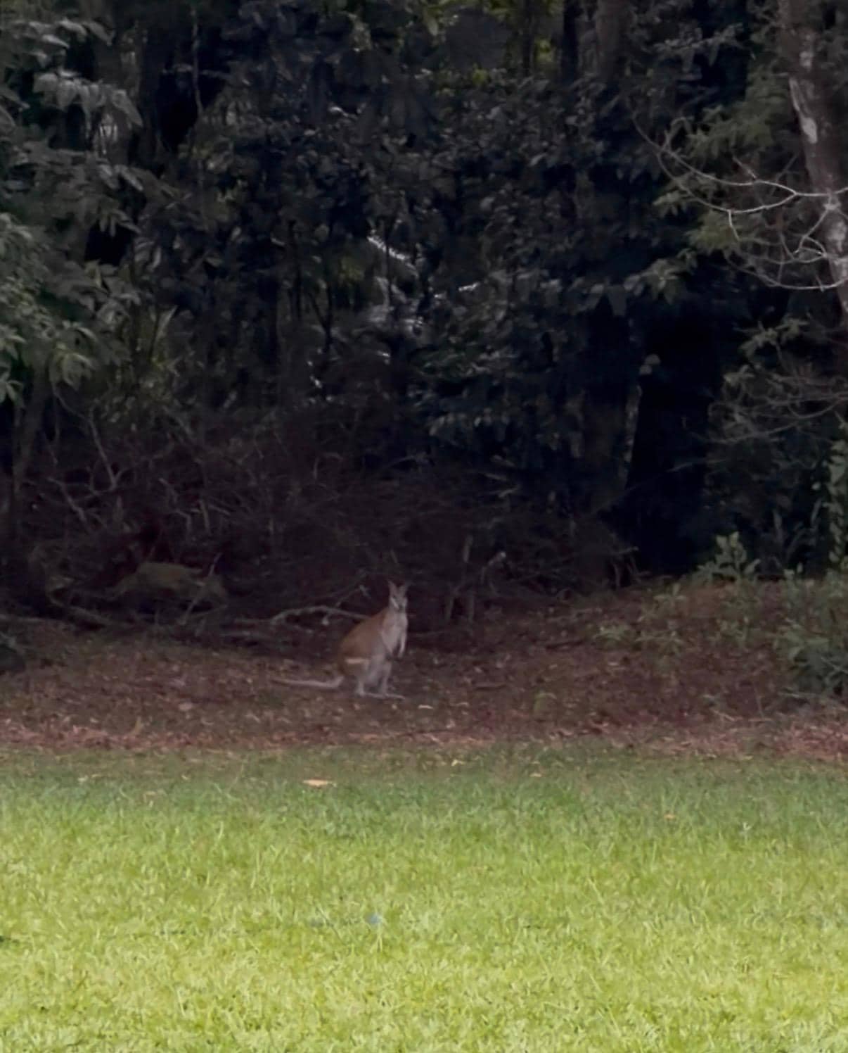 Resident wallaby came to say hello!