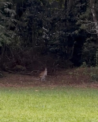 Resident wallaby came to say hello!