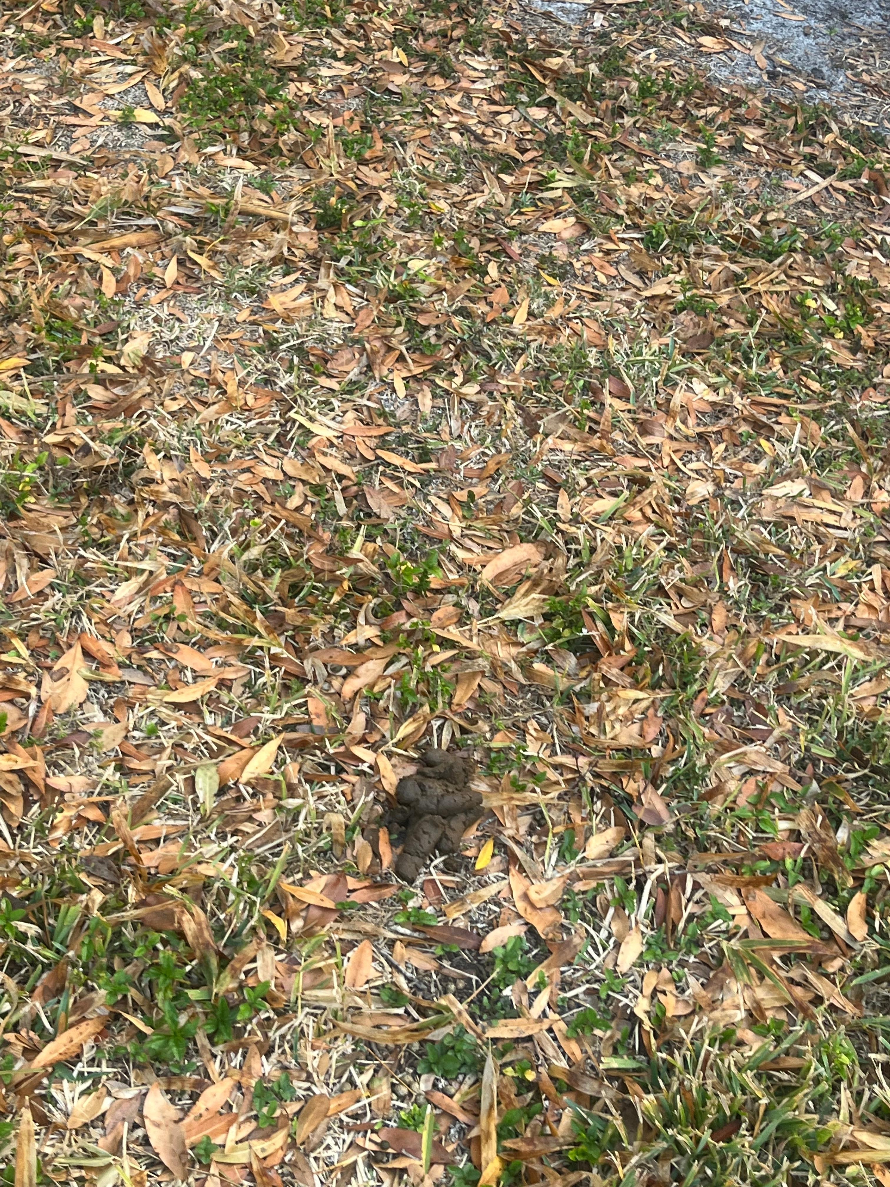 Backyard had many many piles of dog poop in it.