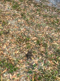 Backyard had many many piles of dog poop in it.