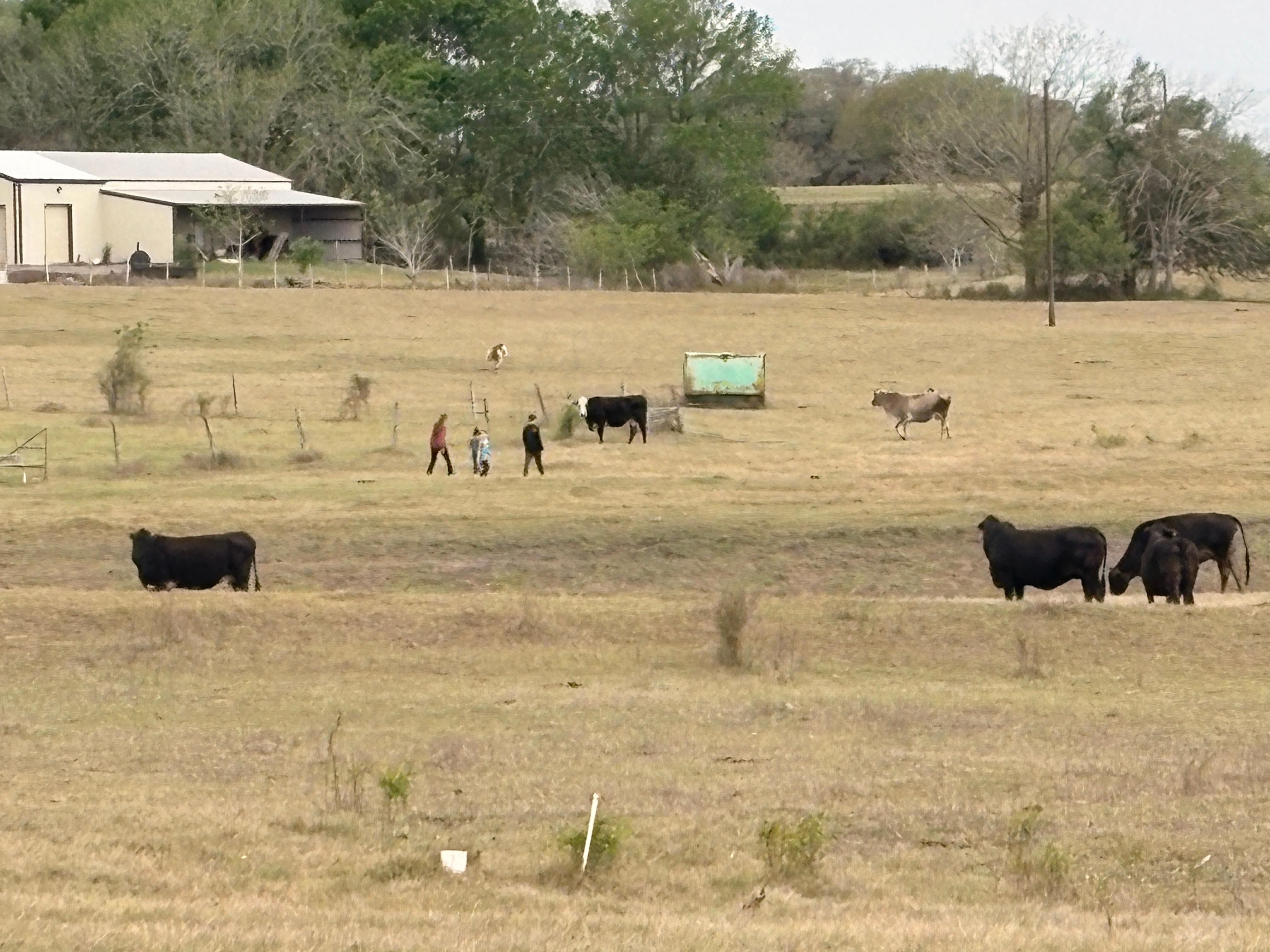 Walking with the cows